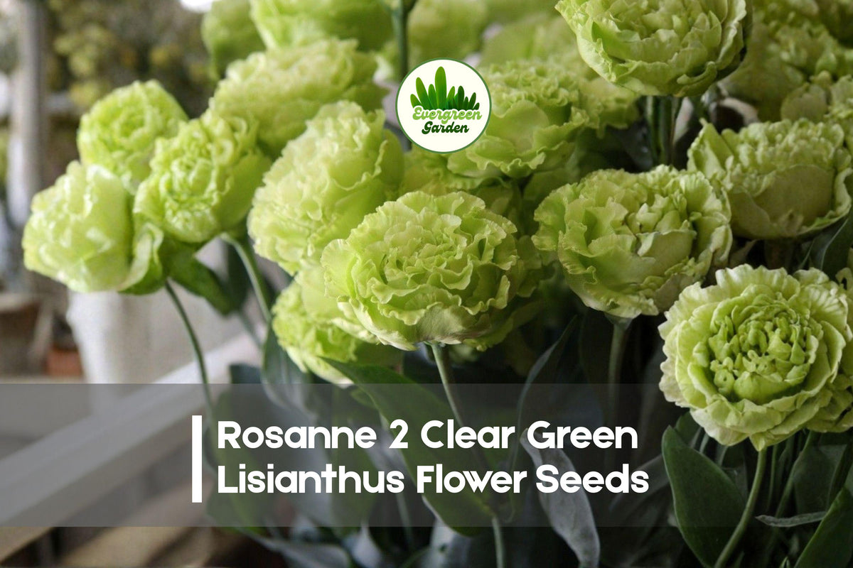 20 Rosanne 2 Clear Green Lisianthus Flower Seeds - Pelleted Eustoma grandiflorum for Bouquets, Garden Beds & Floral Arrangements