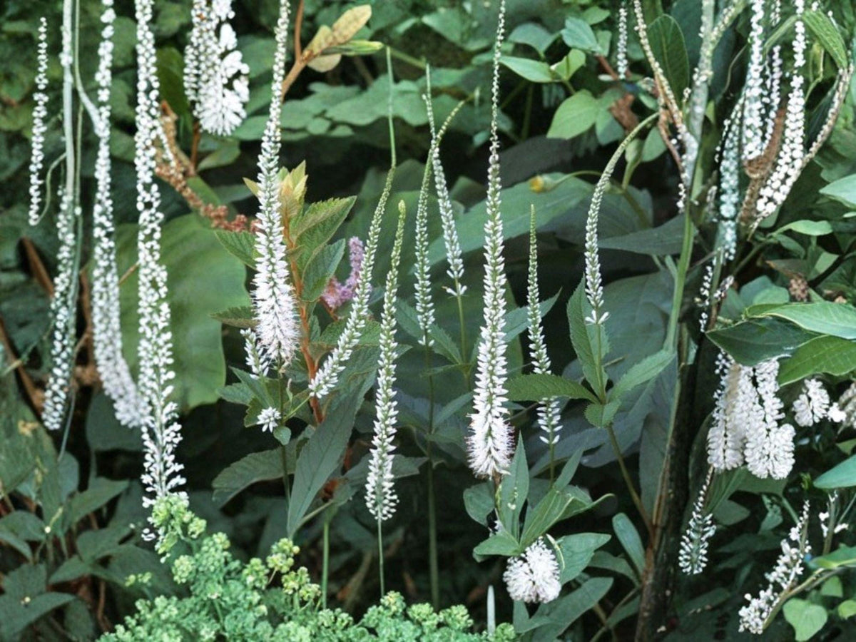 Veronicastrum virginicum Culver’s Root Seeds – Native Perennial Wildflower for Pollinators & Prairie Gardens