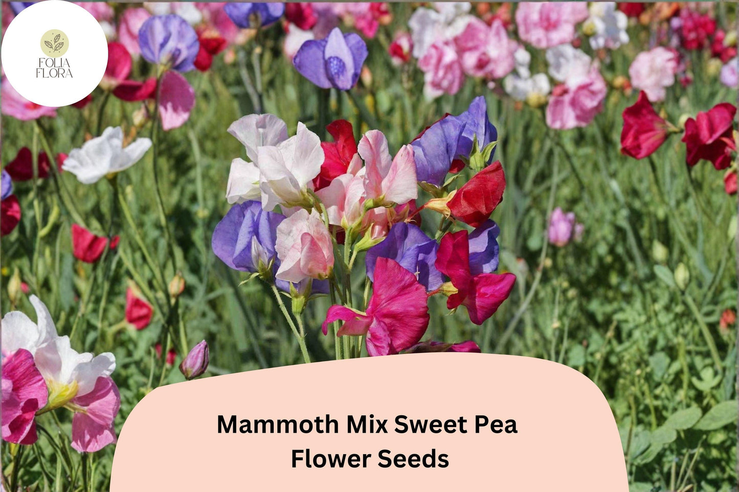Mammoth Mix Sweet Pea Seeds | Lathyrus odoratus Tall Climbing Vine with Colorful Flowers | Garden Seeds for Trellises & Fences