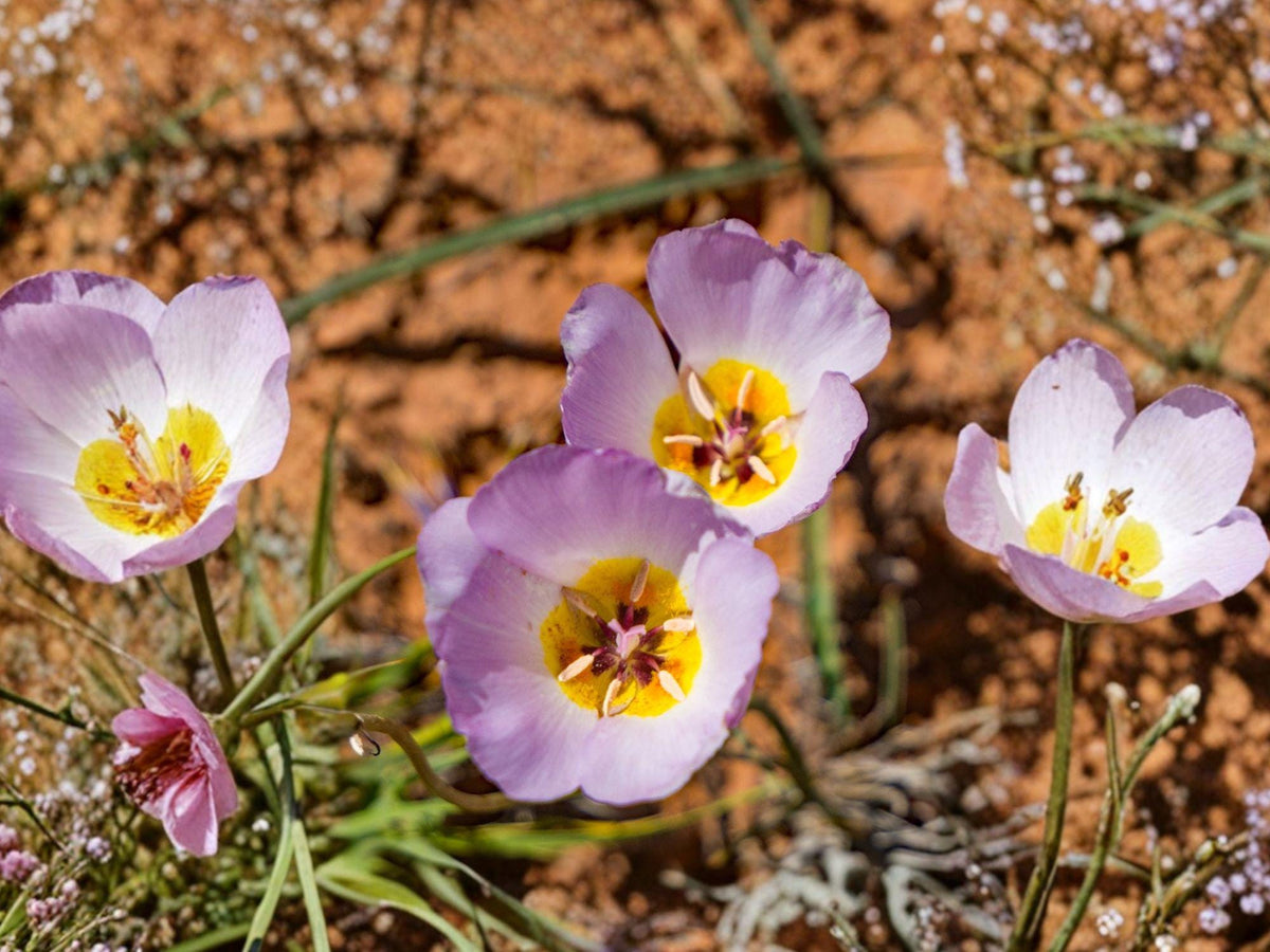 Calochortus flexuosus Winding Mariposa Lily Seeds – Native Perennial Woodland Wildflower, Drought Tolerant, Late Spring Bloom