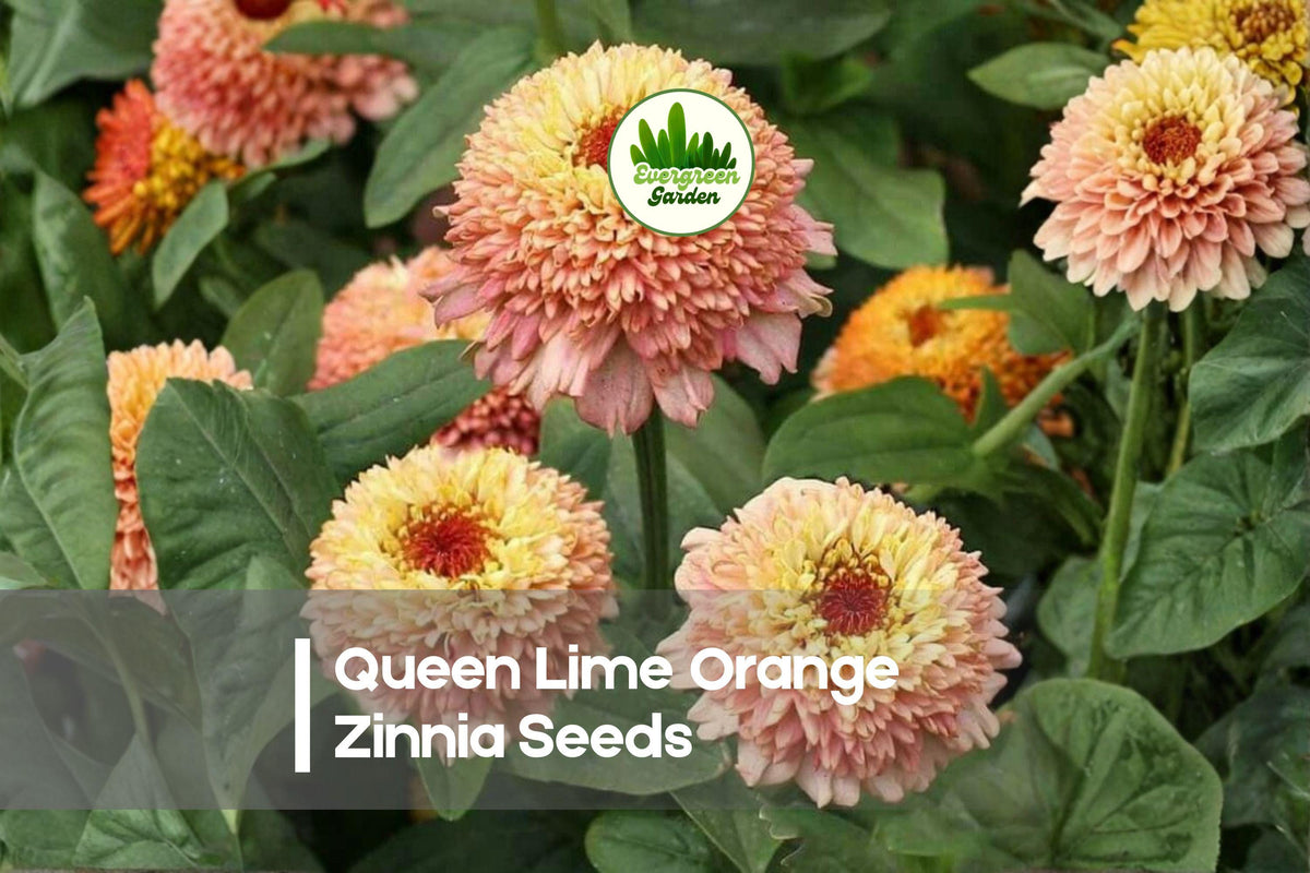 100+ Queen Lime Orange Zinnia Seeds | Bright Coral-Orange & Lime Blooms | Zinnia elegans for Gardens & Cut Flowers