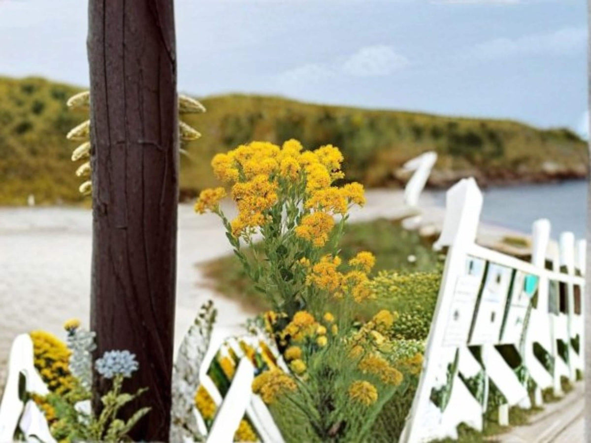 Oligoneuron Rigidum Stiff Goldenrod Seeds – Native Prairie Wildflower, Pollinator Plant, Drought-Tolerant Perennial, Bright Yellow Flowers