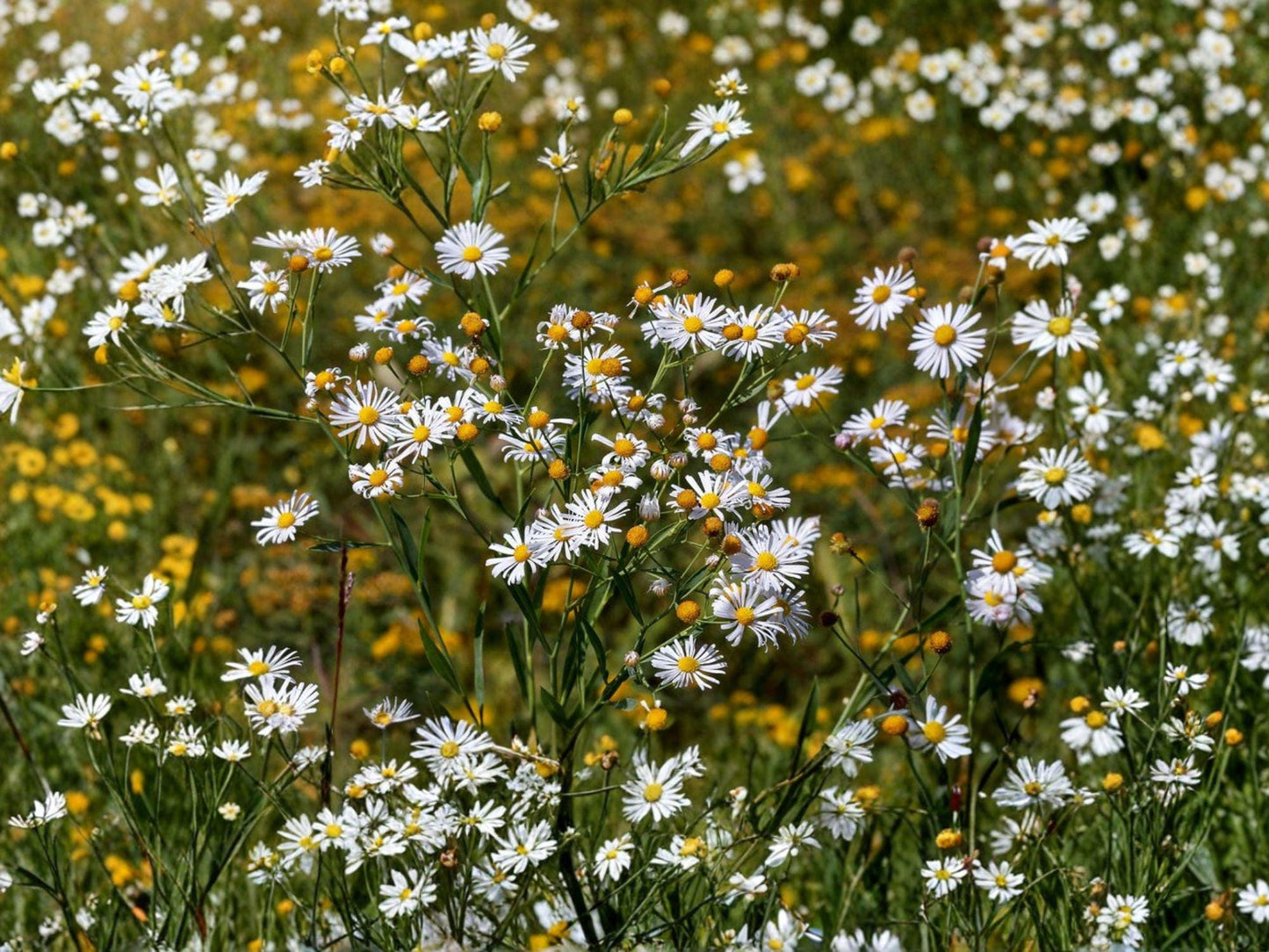 False Aster Seeds, Boltonia asteroides, Native Perennial Wildflower for Pollinator Gardens, Meadow, Rain Garden, 500 Seeds