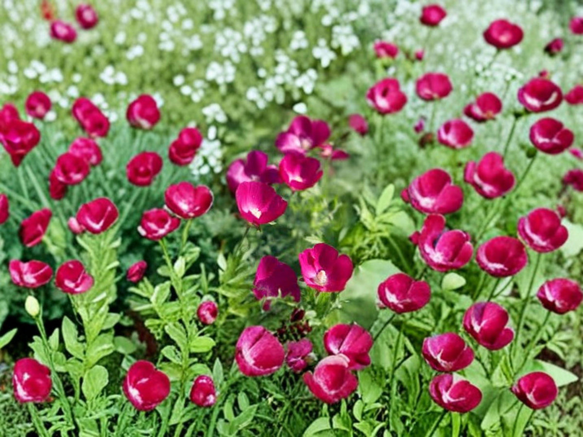 Callirhoe Involucrata Purple Poppy Mallow Seeds – Native North American Perennial Groundcover, Drought-Tolerant, Magenta Flowers, 10 Seeds