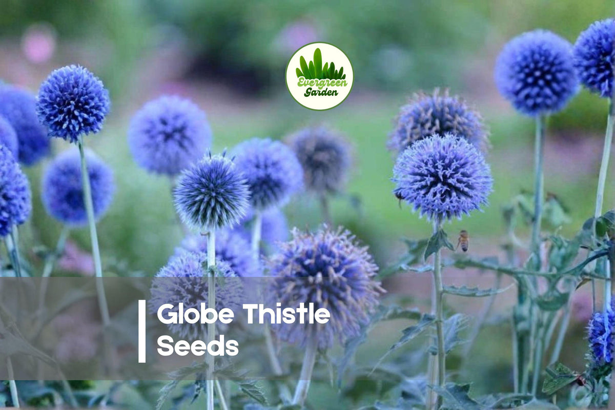 Globe Thistle Seeds 30 Pack Echinops ritro Blue Perennial Drought-Tolerant Pollinator-Friendly