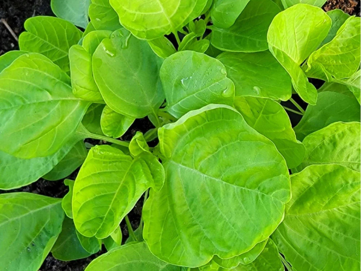 Edible Amaranth Seeds – White Light Green Leaf – Heat-Tolerant Asian Vegetable – Amaranthus viridis – 500 Seeds