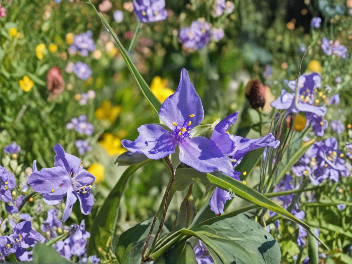 Tradescantia occidentalis Western Spiderwort Seeds – Native North American Perennial Wildflower, Blue-Purple Blooms, Drought-Tolerant