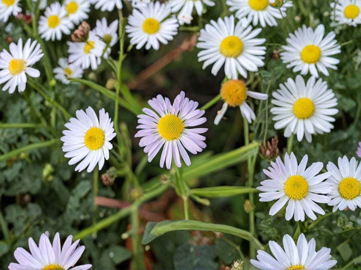 Decurrent False Aster Seeds | Native Perennial Wildflower for Pollinators | Boltonia decurrens | 500 Seeds