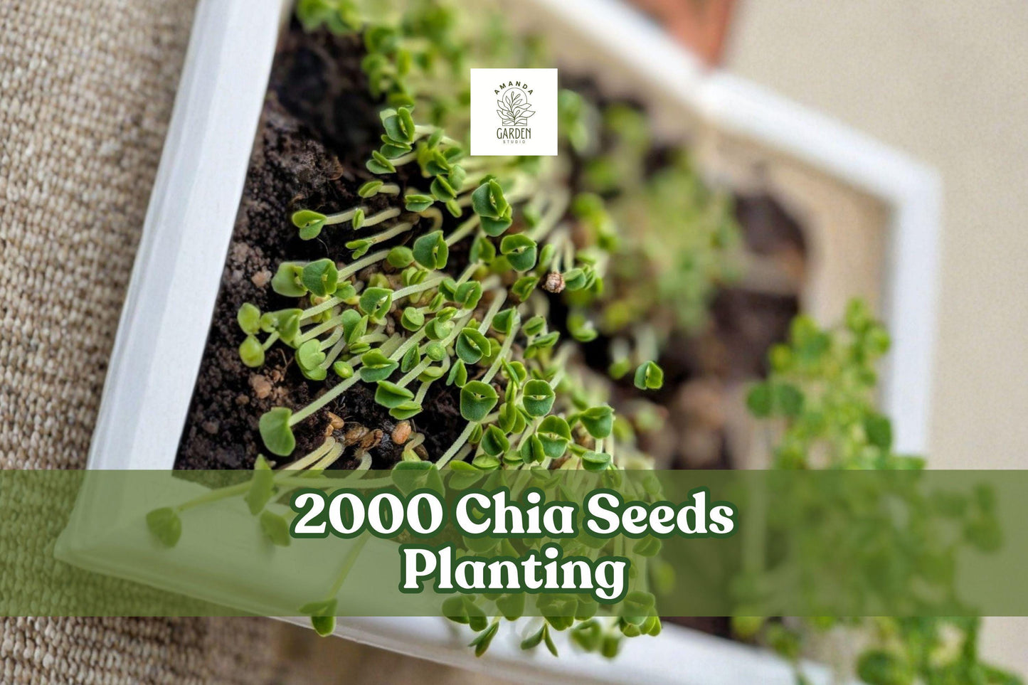 2000 Chia Seeds for Microgreens & Home Garden | Salvia hispanica Vegetable Herb Seeds for Indoor & Container Growing