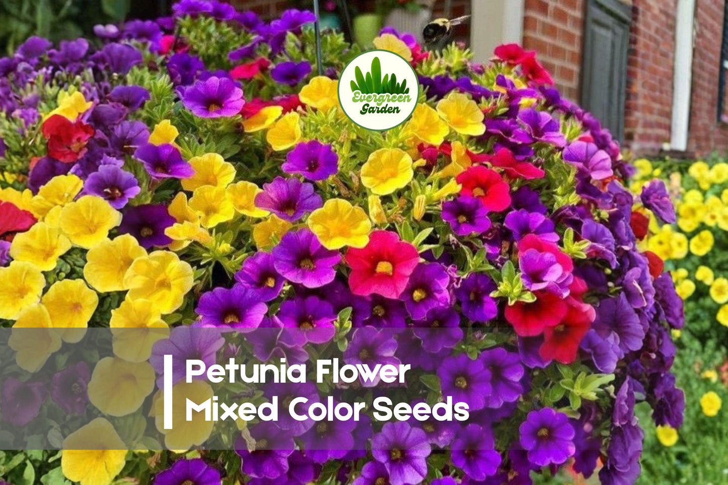 Petunia Seeds Mixed Color Pack – 200+ Petunia hybrida Flower Seeds for Containers, Baskets & Borders