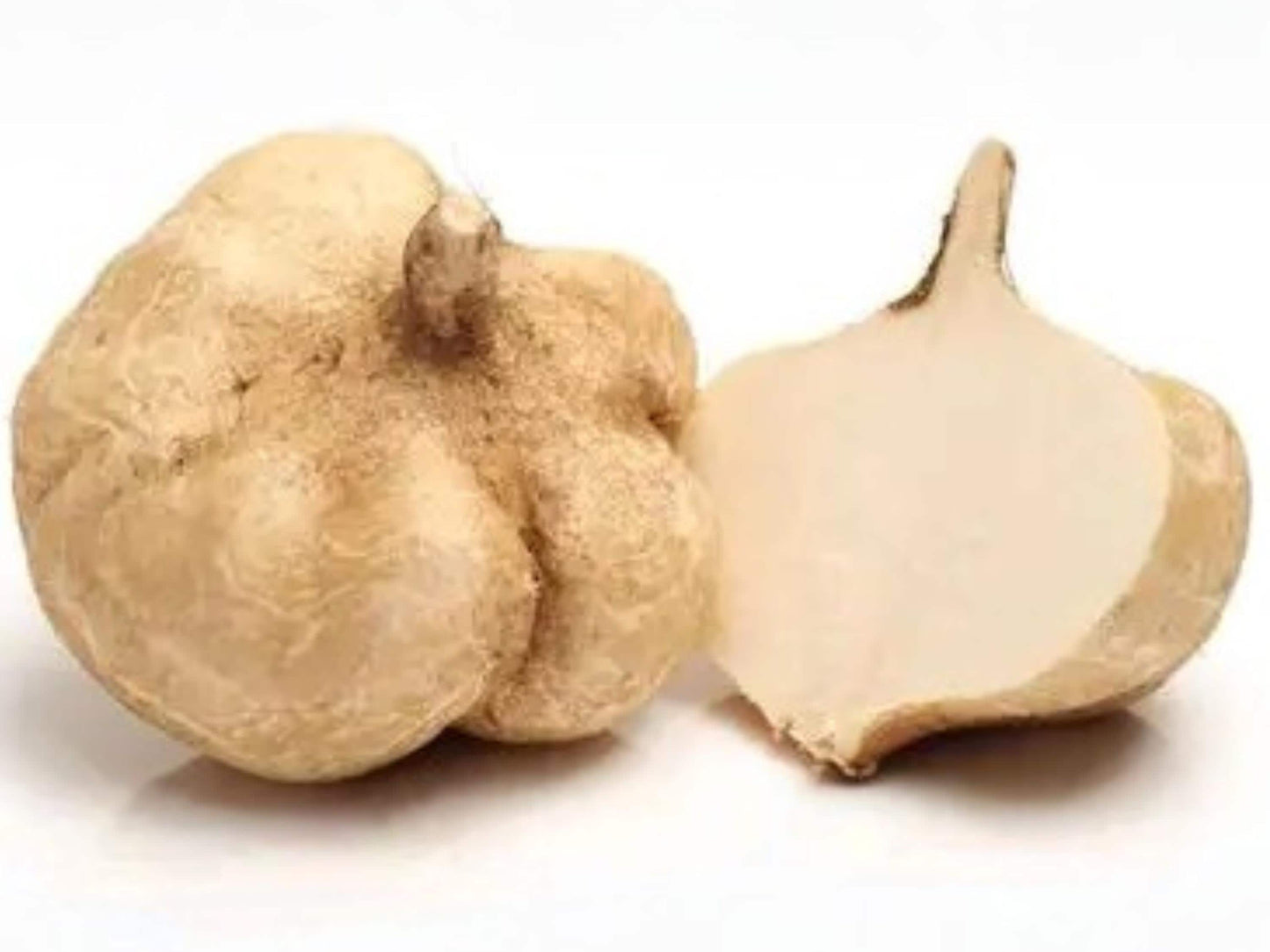 True Jicama Seeds | Tropical Legume Vine | Edible Crisp Root | Pachyrhizus erosus | Mexican Yam Bean Vegetable