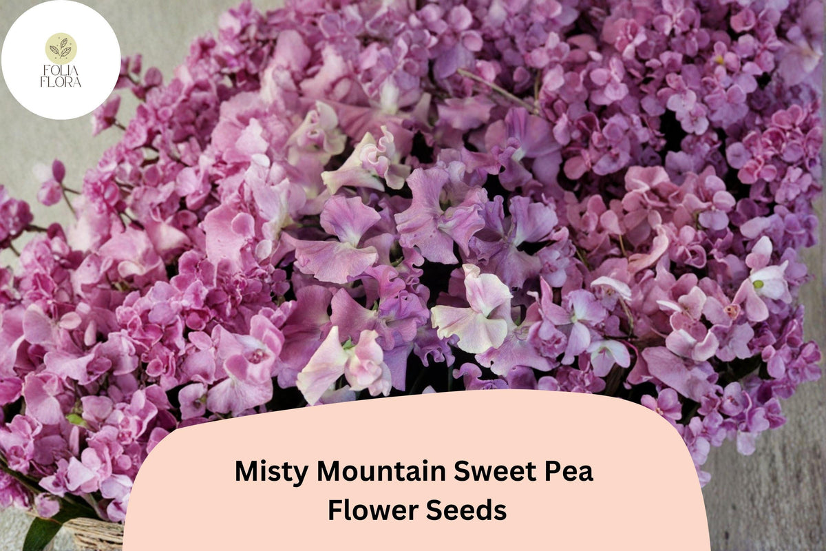 Misty Mountain Sweet Pea Seeds | Lathyrus odoratus Climbing Vine for Gardens, Fences & Trellises, Soft Pastel Blooms, 50+ Seeds