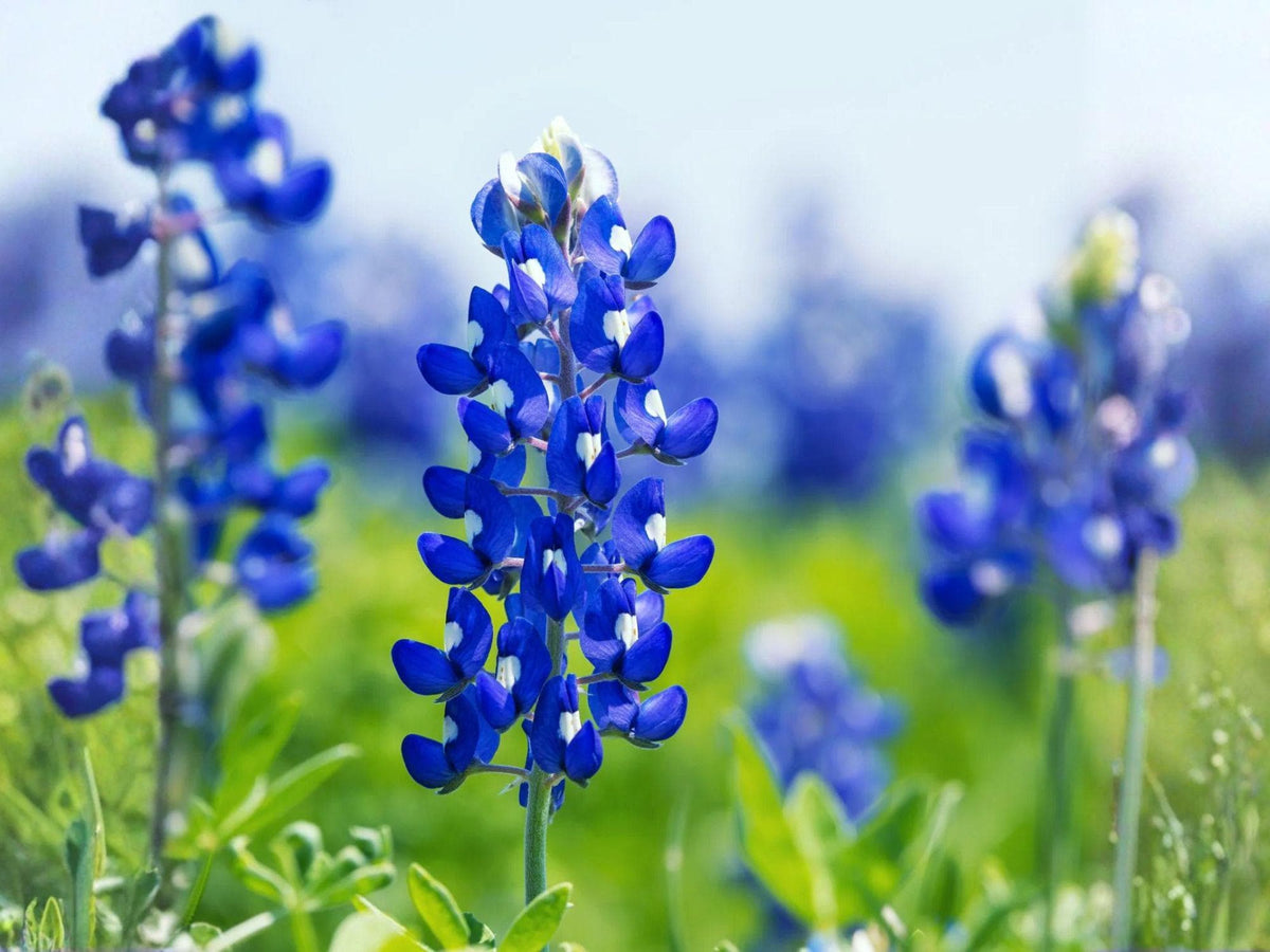 Lupinus texensis Seeds – Heirloom Non-GMO Texas Bluebonnet Wildflower Seeds for Garden, Pollinator, and Meadow Planting