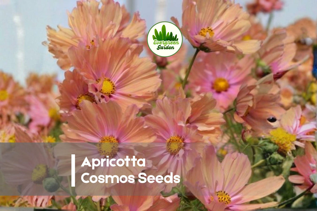 200+ Apricotta Cosmos Seeds - Cosmos bipinnatus, Apricot Pink, Cottage Garden, Cut Flower, Full Sun, Annual Flower Seeds