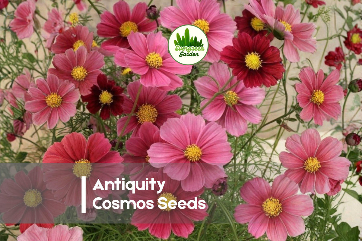 200+ Antiquity Cosmos Seeds - Cosmos bipinnatus Vintage-Inspired Burgundy, Rose, Copper Blooms for Borders & Cut Flowers