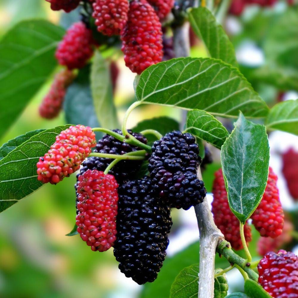 Dwarf Everbearing Mulberry Tree Live Plants – 2 Starter Plants, Fruit-Bearing, Container Friendly, Morus nigra