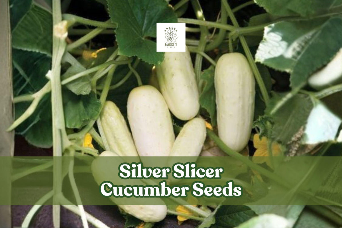 50 Silver Slicer Marketmore Cucumber Seeds for Planting | Cucumis sativus | Garden & Container Growing