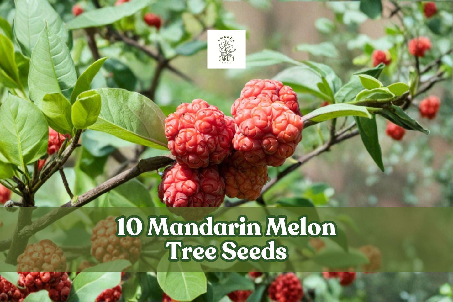 Mandarin Melon Tree Seeds 10 Pack | Maclura tricuspidata | Ornamental Fruit Tree for Outdoor Garden Planting