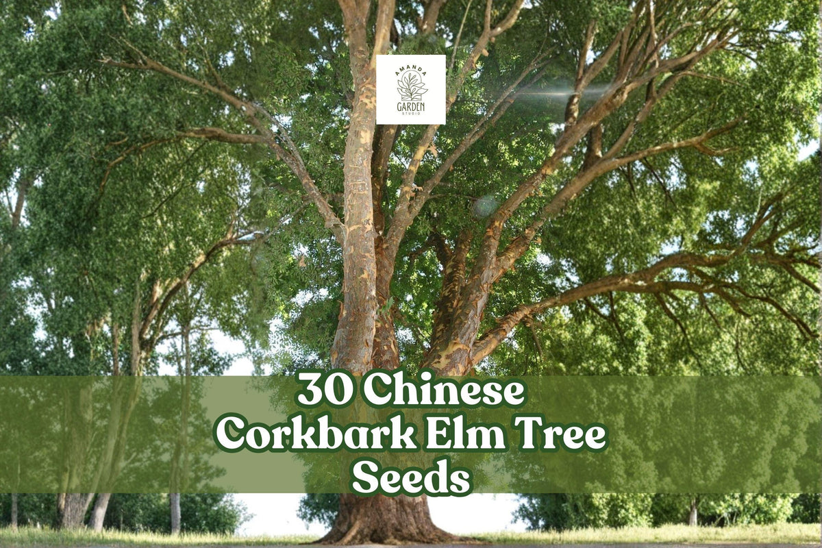 Chinese Corkbark Elm Tree Seeds 30 Pack | Ulmus parvifolia | Ornamental Deciduous Tree for Landscaping