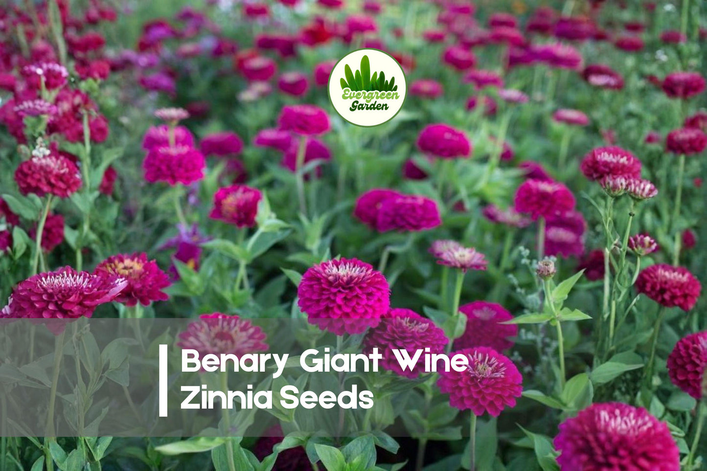 Benary Giant Wine Zinnia Seeds – Large Fully Double Wine-Red Blooms, Zinnia elegans, Annual Flower for Borders & Bouquets