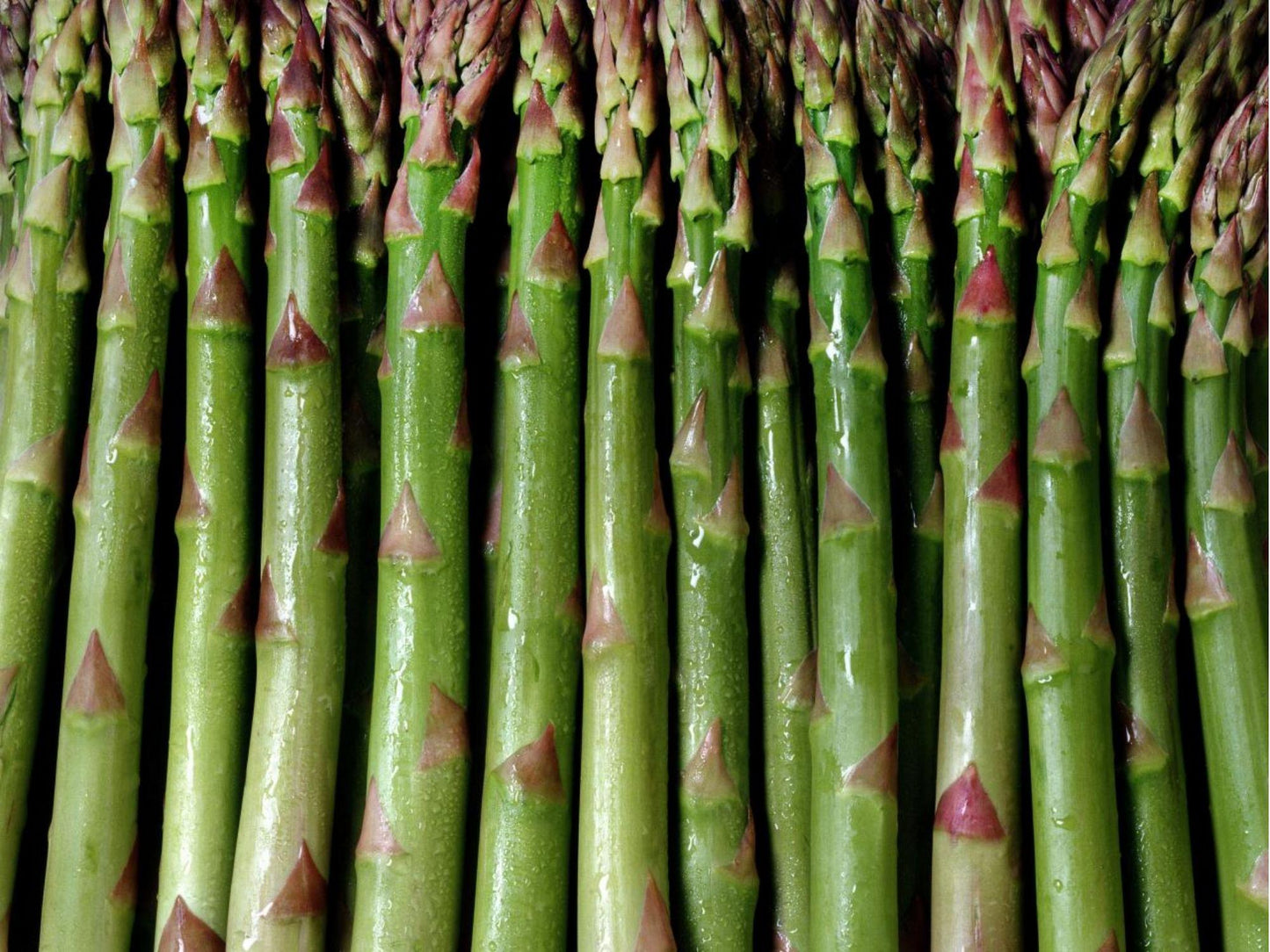 Mary Washington Asparagus Seeds – Non-GMO Heirloom Vegetable, Perennial, Green Spears, 100 Seeds