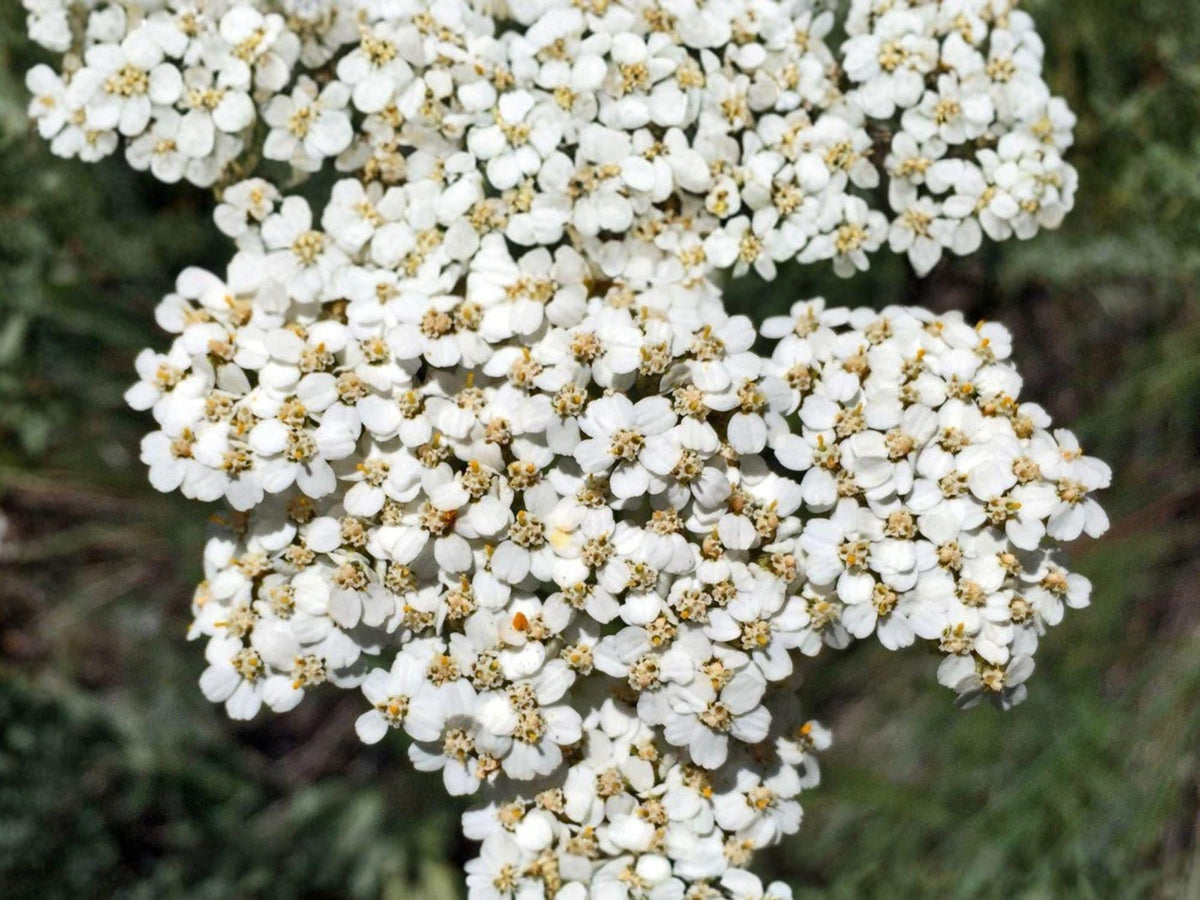 Western Yarrow Seeds - Achillea millefolium var. occidentalis Native Perennial Wildflower for Pollinator Gardens, Drought Tolerance
