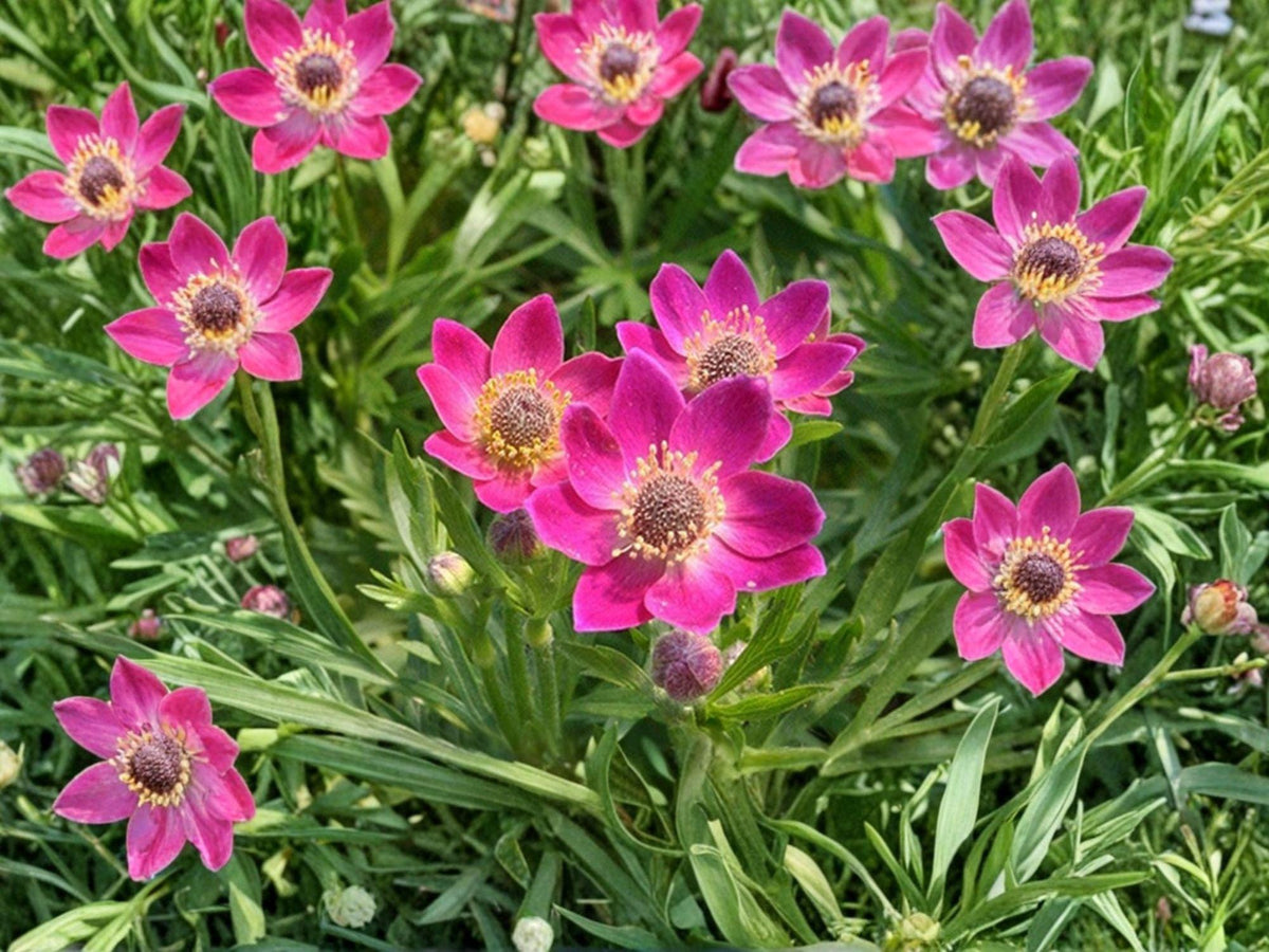 Anemone multifida Windflower Seeds – Native Perennial Wildflower for Prairie & Meadow Gardens, Drought Tolerant, 100 Seeds