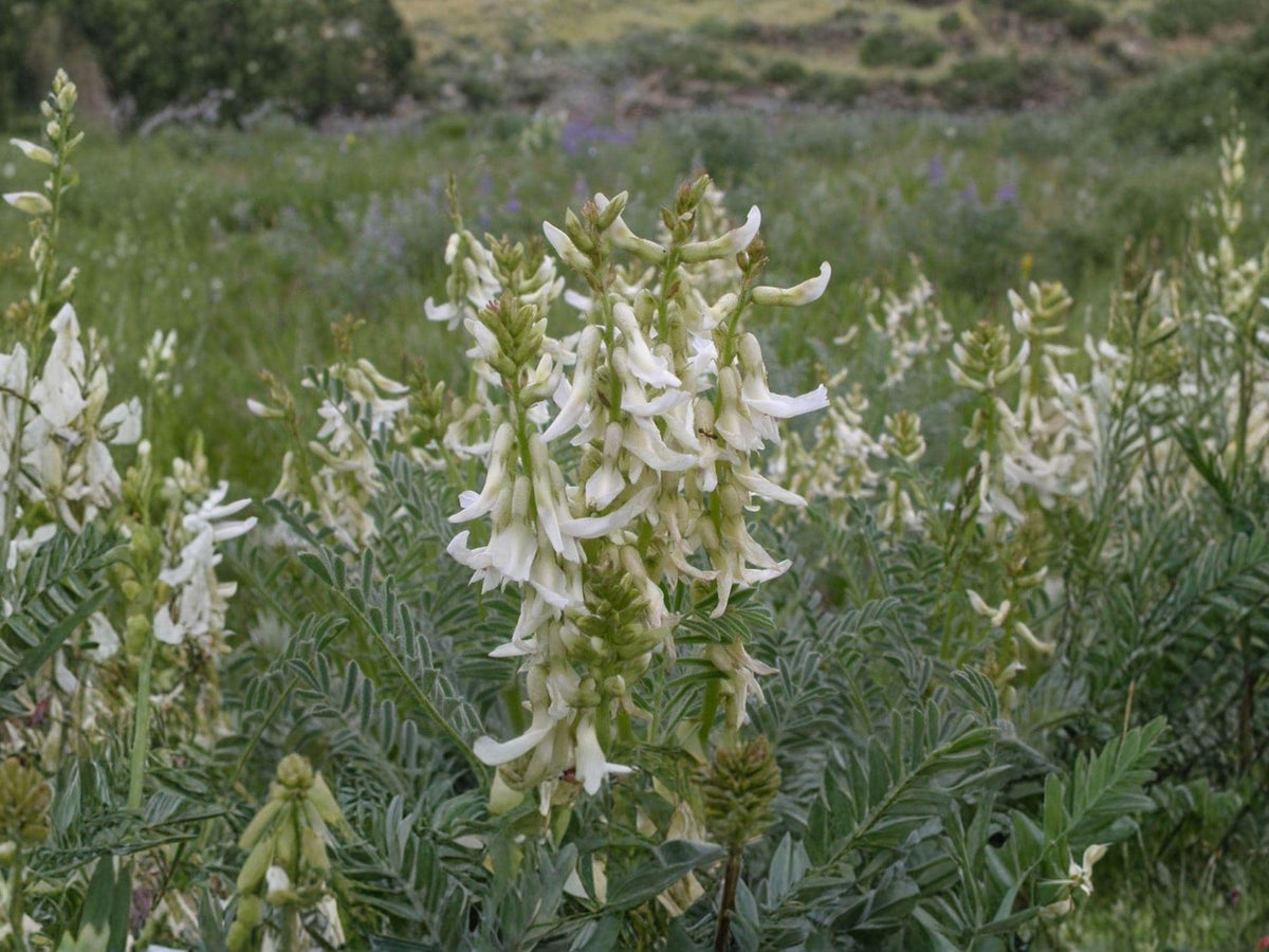 Astragalus drummondii Woolly Milkvetch Seeds – Native Perennial Legume for Prairie Gardens & Restoration