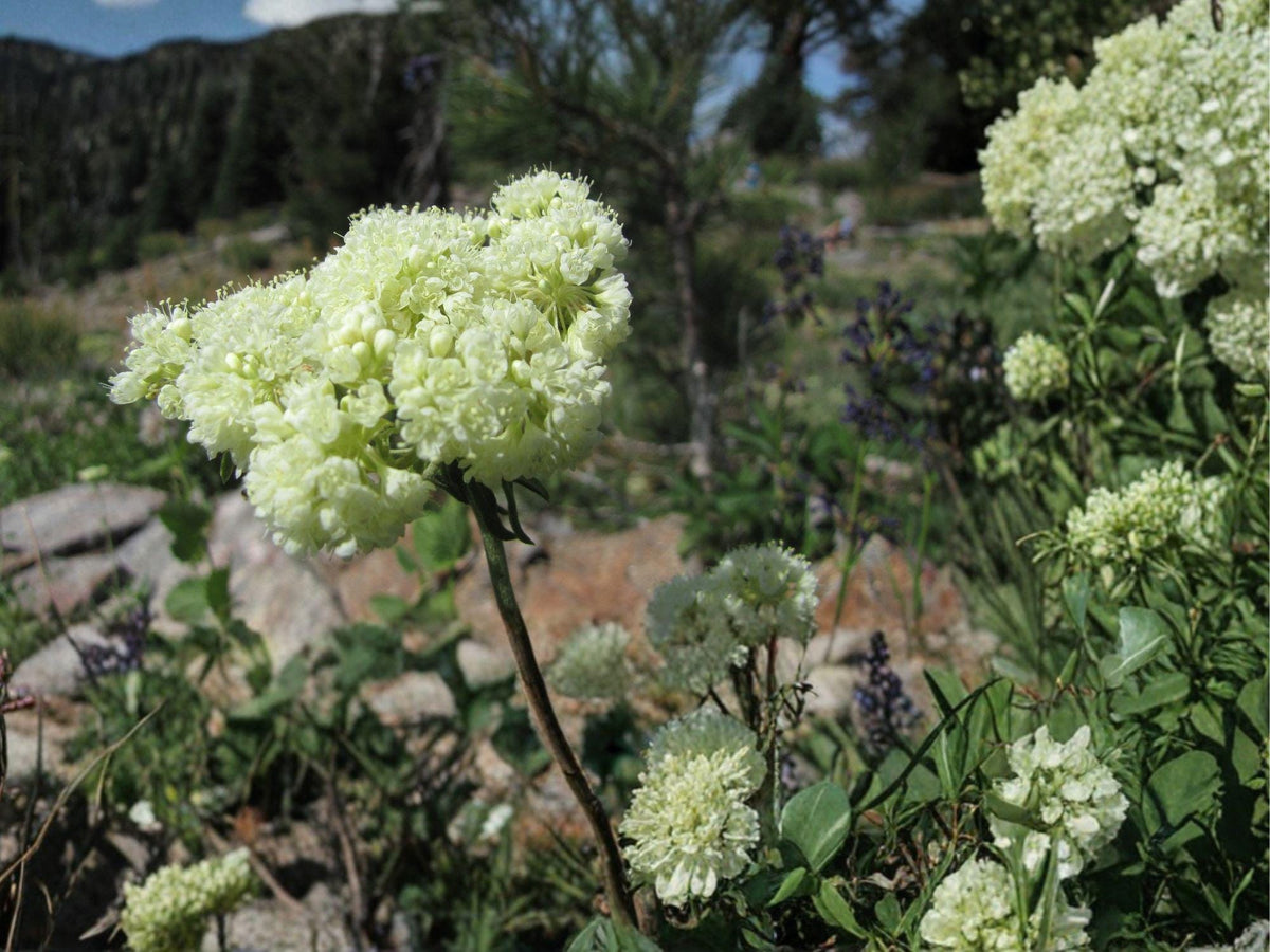 Eriogonum heracleoides Parsnipflower Wild Buckwheat Seeds | Native Perennial Pollinator Plant for Xeriscape