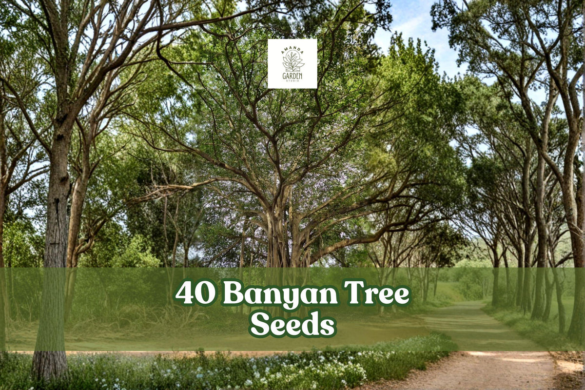 40 Banyan Tree Seeds Ficus benghalensis Tropical Ornamental Planting Seeds for Landscape & Container Growth
