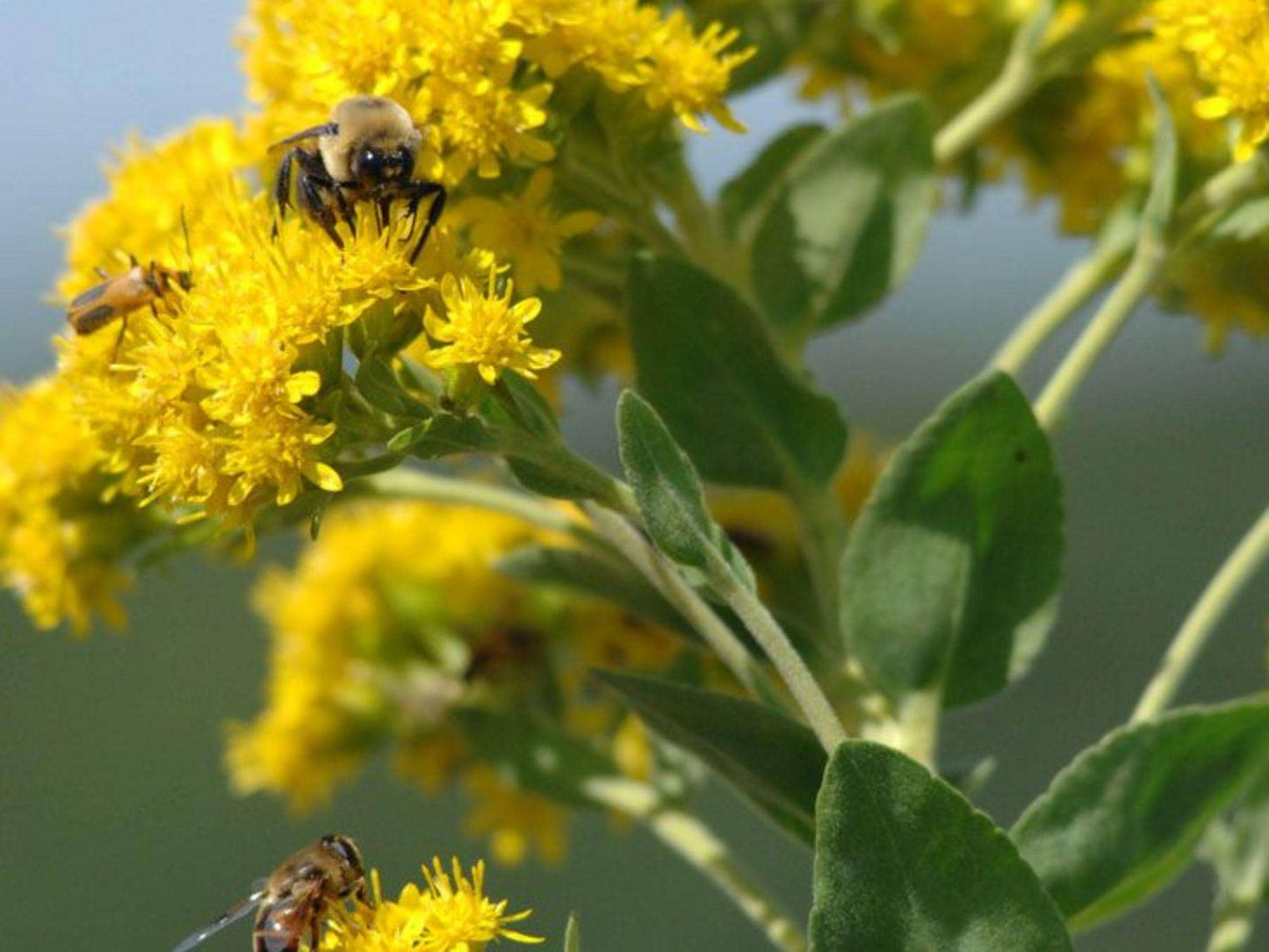 Stiff Goldenrod Seeds (Oligoneuron rigidum) – 100 Native Wildflower Seeds for Prairie Restoration & Pollinator Gardens