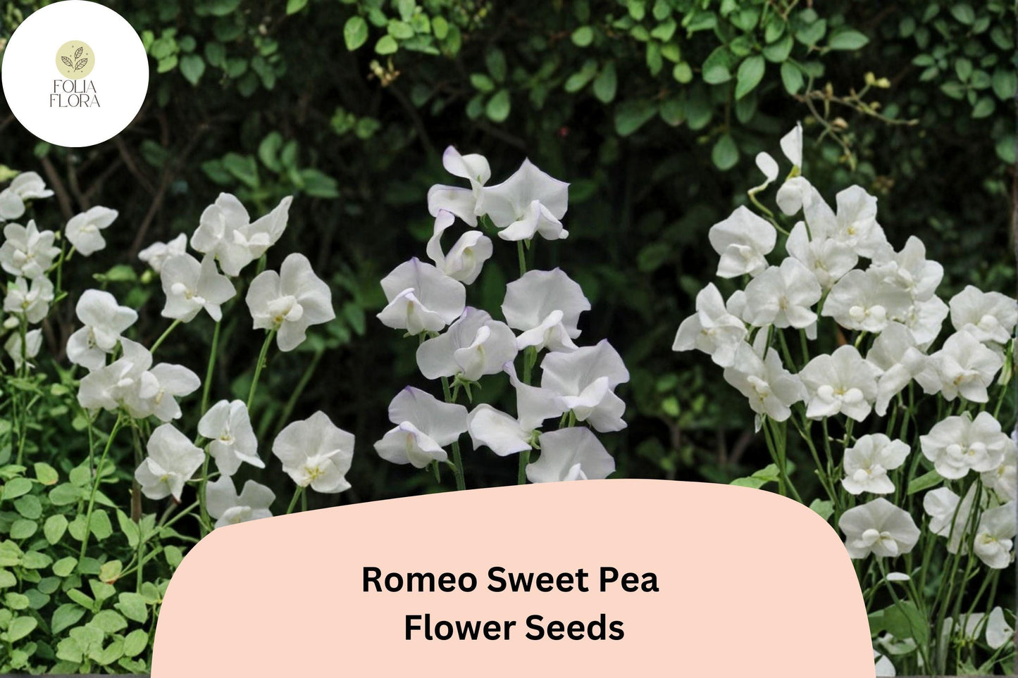 Romeo Sweet Pea Seeds | White Blooms | Climbing Annual Vine | Lathyrus odoratus | Garden Planting (50+ Seeds)