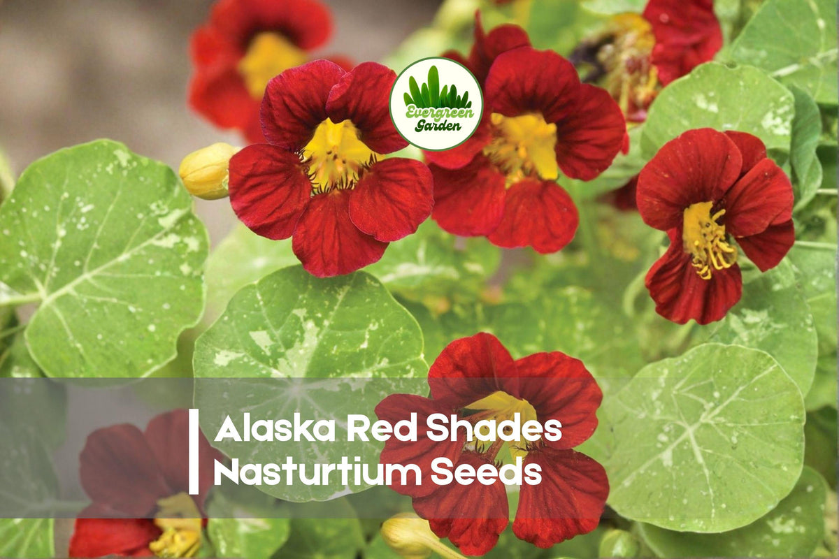 Alaska Red Shades Nasturtium Seeds – Bright Red Blooms & Variegated Foliage – Tropaeolum majus, Annual Flowering Plant, 50+ Seeds