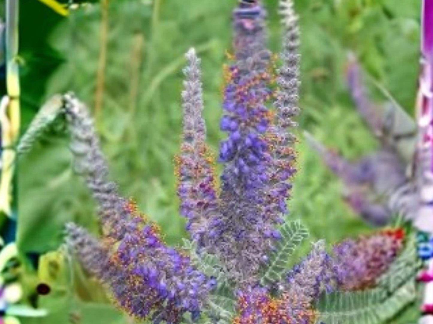 Lead Plant Seeds – Amorpha canescens Native Wildflower, Purple Blooms, Drought Tolerant, 50 Seeds