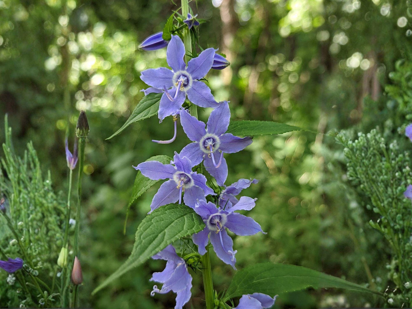 Campanula americana Tall Bellflower Seeds – 500 Wildflower Seeds for Native Gardens & Pollinator Attracting Plants