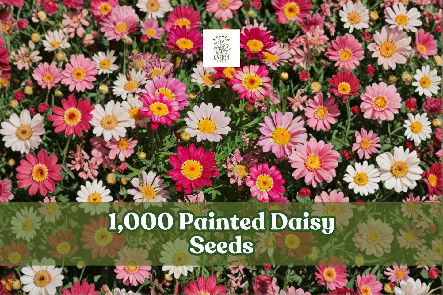 Painted Daisy Seeds 1,000 Tanacetum coccineum Perennial Garden Flowers for Borders & Cottage Gardens