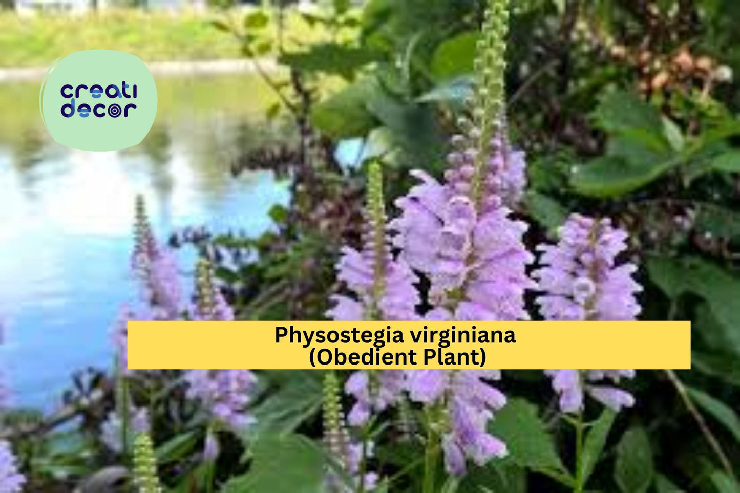 Physostegia Virginiana Seeds – Obedient Plant Native Perennial, Pink to Lavender Blooms, 50 Seeds for Sun to Part Shade Gardens