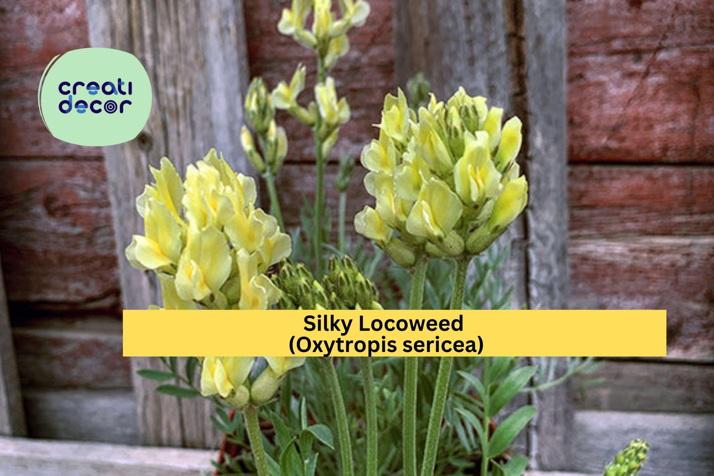Silky Locoweed Seeds – 25 Native Perennial Wildflower Seeds for Drought Tolerance & Pollinator Gardens – Oxytropis sericea