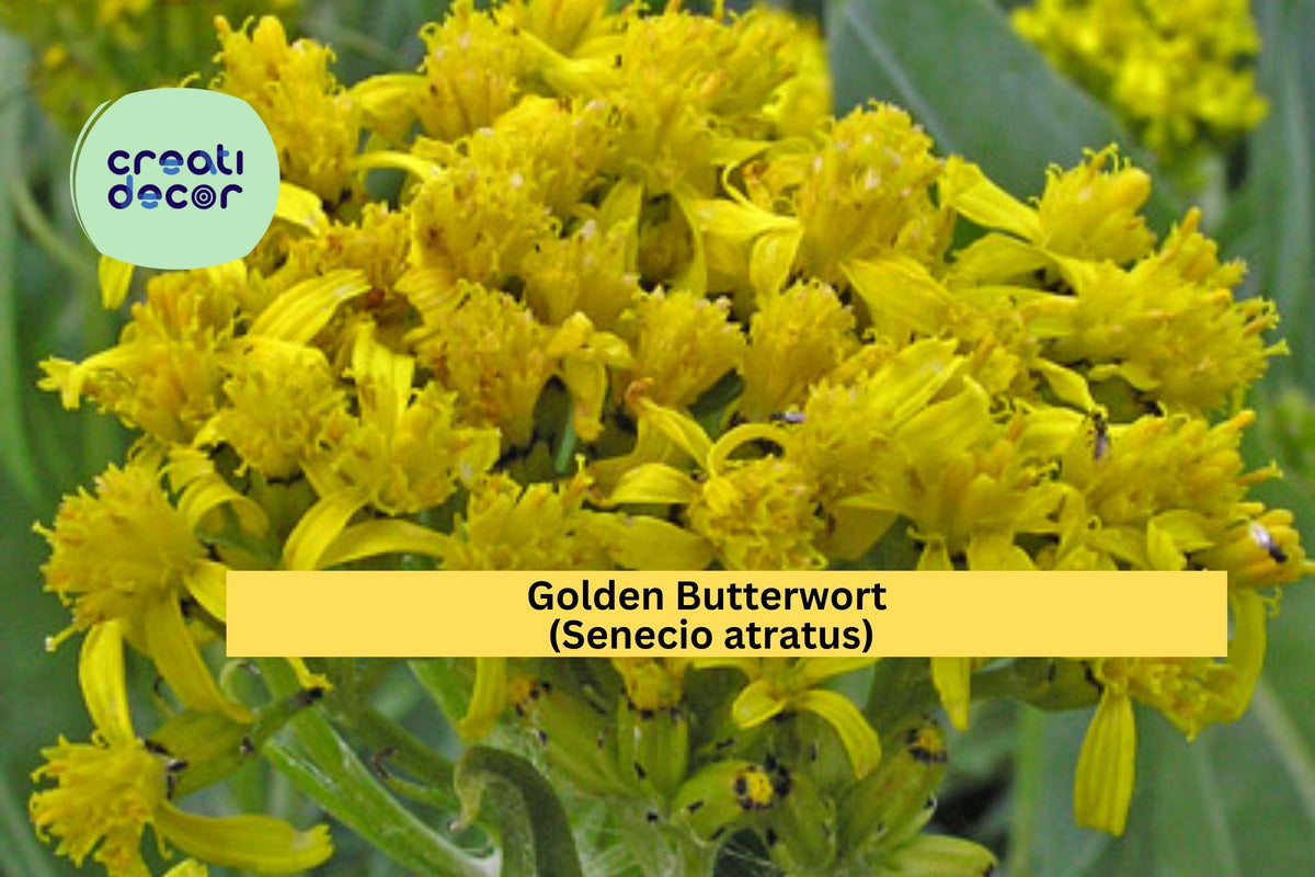 Golden Butterwort Seeds – Senecio atratus Wildflower Seeds, Yellow Perennial, Pollinator-Friendly, Easy to Grow, Native Garden, Meadow Plant