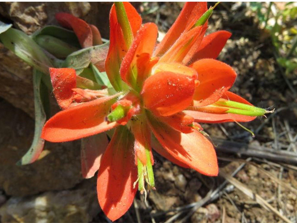 Wyoming Paintbrush Seeds | Castilleja linariifolia | Native Wildflower for Dry Gardens & Pollinator Gardens