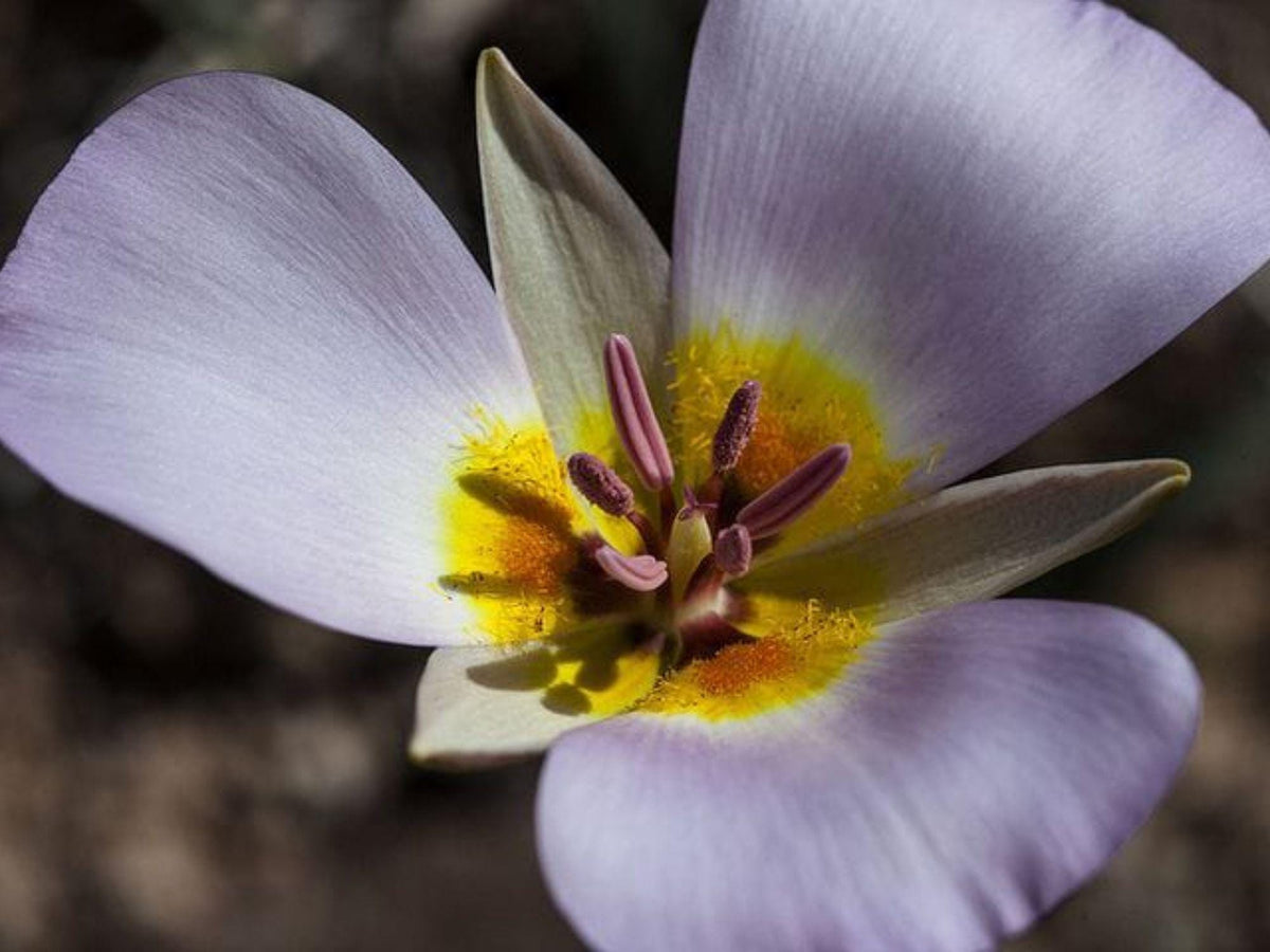 Winding Mariposa Lily Seeds – 30 Rare Desert Wildflower Seeds – Calochortus flexuosus – Drought-Tolerant Native Lily