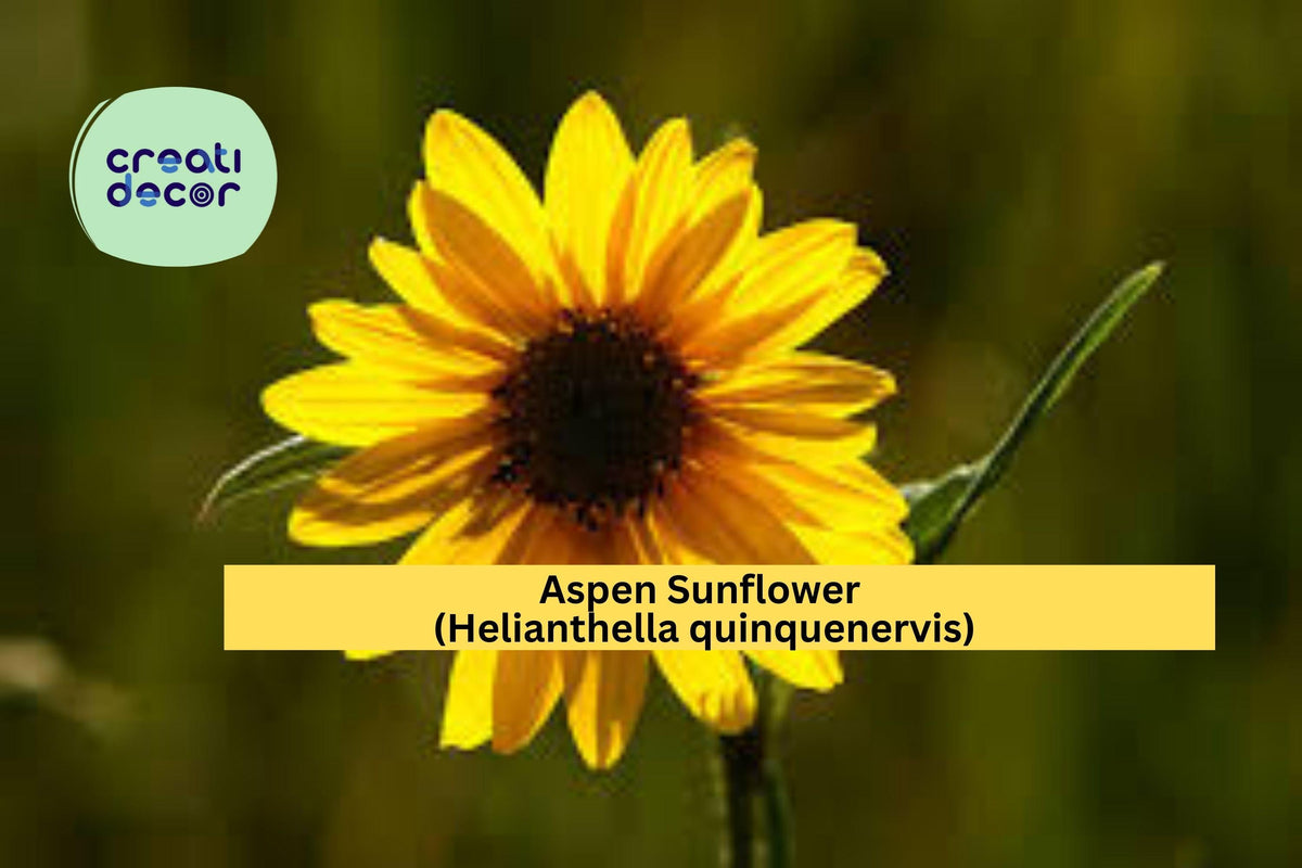Aspen Sunflower Seeds – 25 Native Wildflower Seeds, Helianthella quinquenervis, Yellow Blooms, Pollinator Friendly, Mountain Perennial