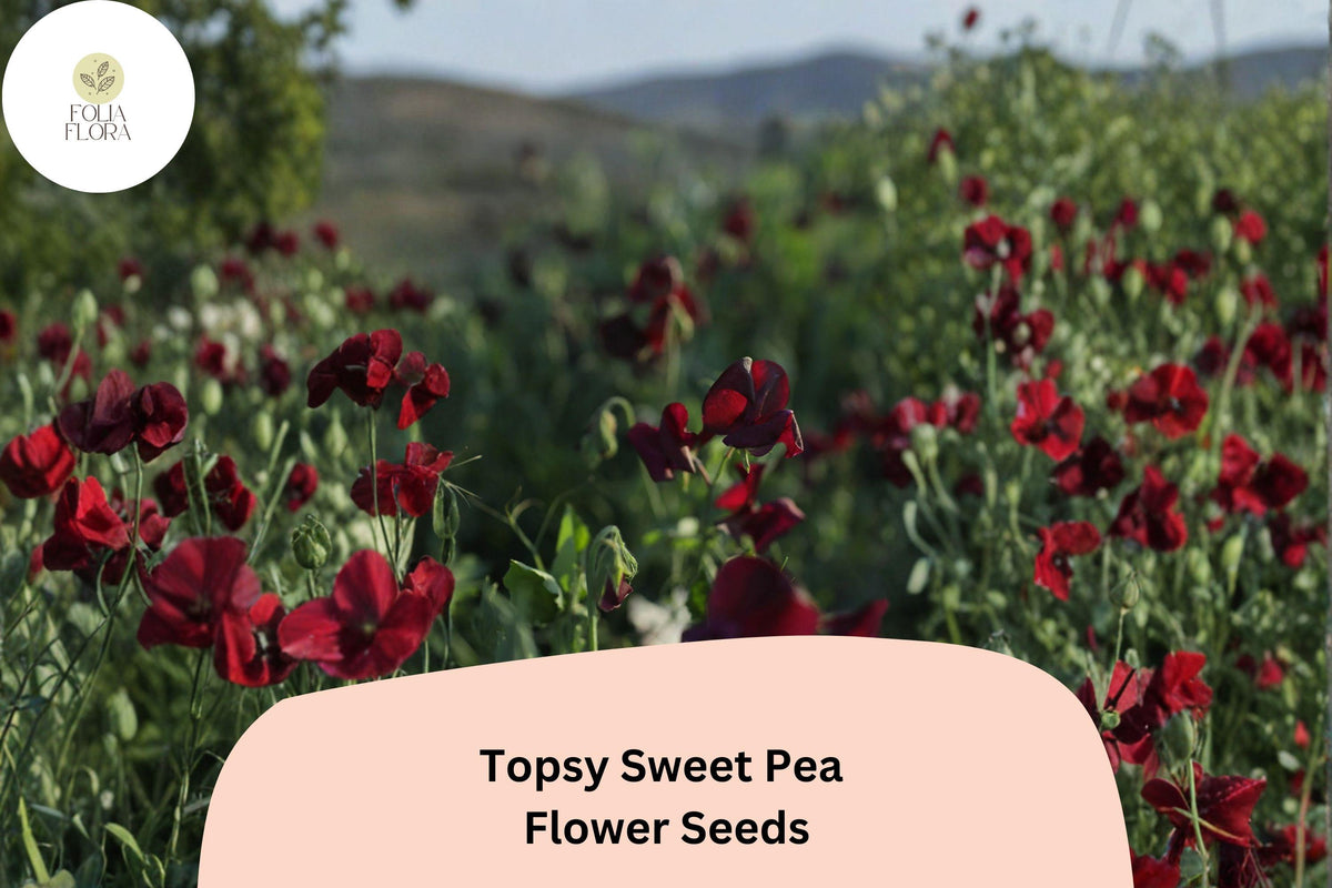 Topsy Sweet Pea Seeds | Climbing Vine Lathyrus odoratus for Garden, Trellis & Cut Flowers | 50+ Seeds