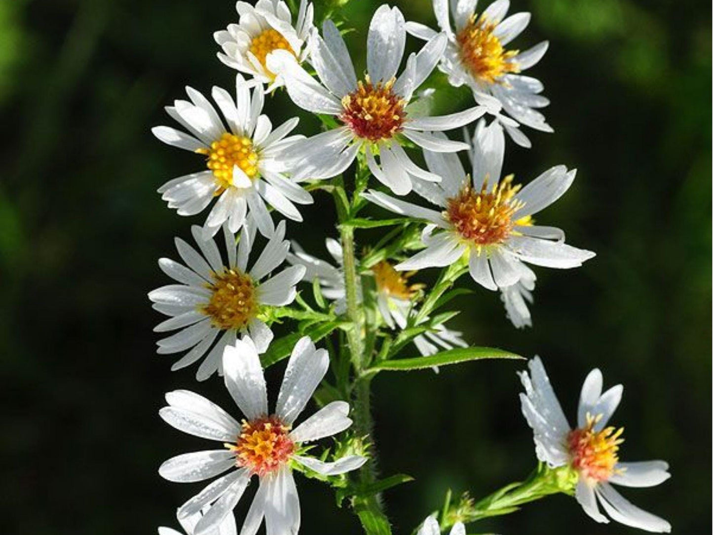 Heath Aster Seeds 100 Pack Symphyotrichum pilosum Native Drought-Tolerant Groundcover for Pollinators