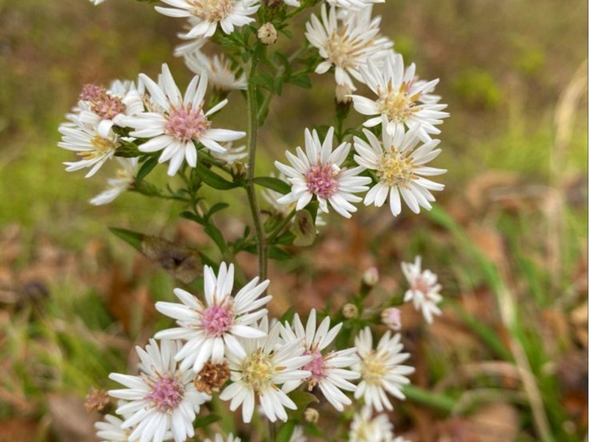 Calico Aster Seeds – Symphyotrichum lateriflorum – Native Wildflower for Shade Gardens & Pollinators – Fall Blooming, 100 Seeds