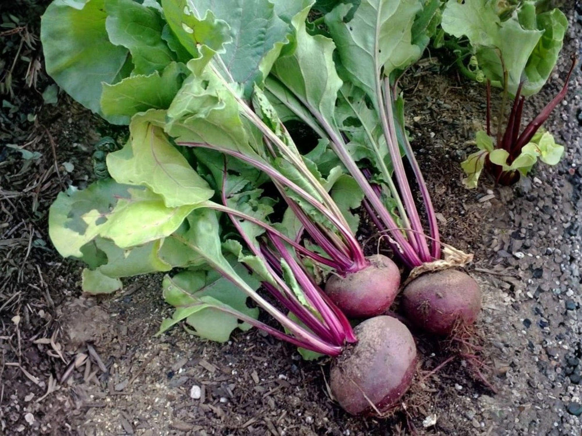 Detroit Dark Red Beet Seeds – Heirloom Root Vegetable for Home Gardens, Market, and Storage