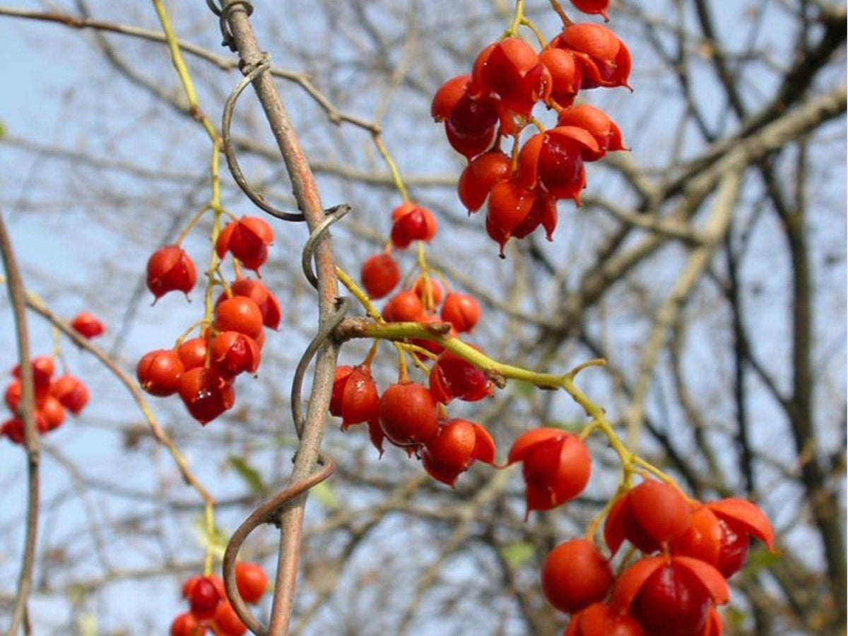 American Bittersweet Seeds – Native Climbing Vine with Orange Berries for Wildlife Gardens & Fences – Celastrus scandens