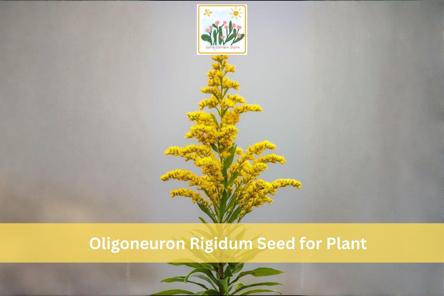 700 Stiff Goldenrod Seeds Oligoneuron rigidum Native Wildflower Prairie Perennial for Pollinator Gardens