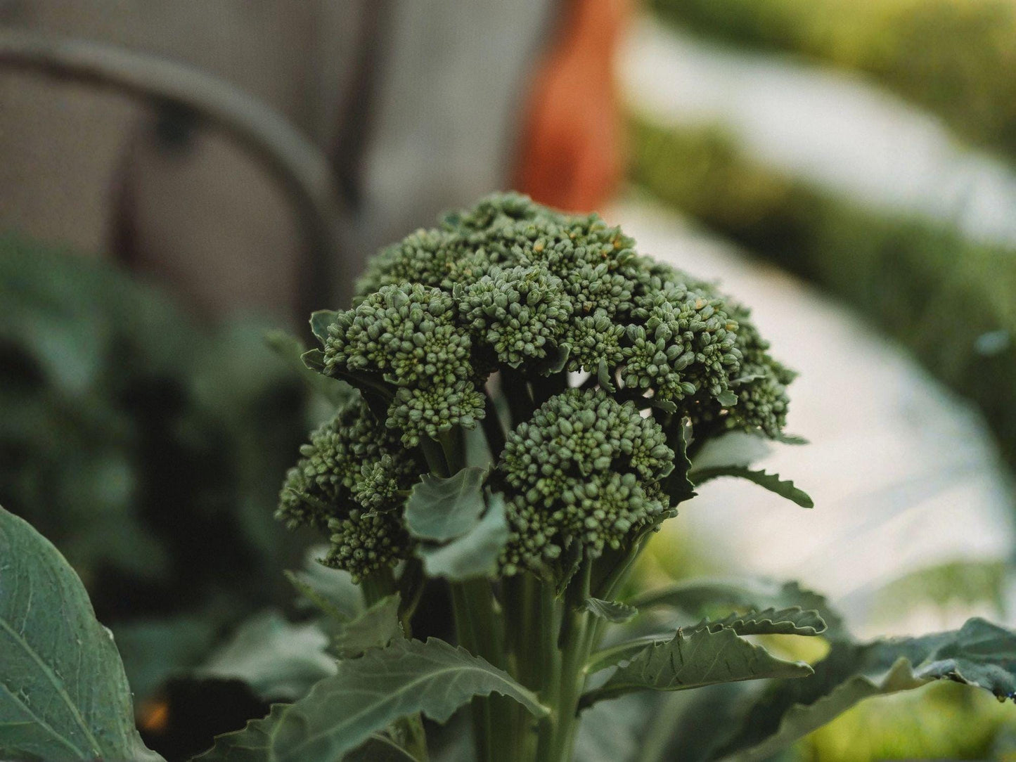 Broccoli Green Sprouting Calabrese Seeds | Heirloom Italian Vegetable | Multi-Harvest, Tender Florets, Cool-Season Crop