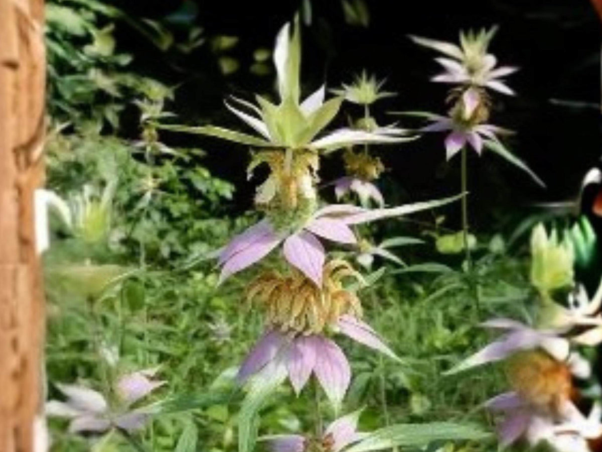 Monarda punctata Spotted Bee Balm Seeds – Native Pollinator Wildflower, Drought Tolerant, Summer Blooming, Perennial Plant, 100 Seeds